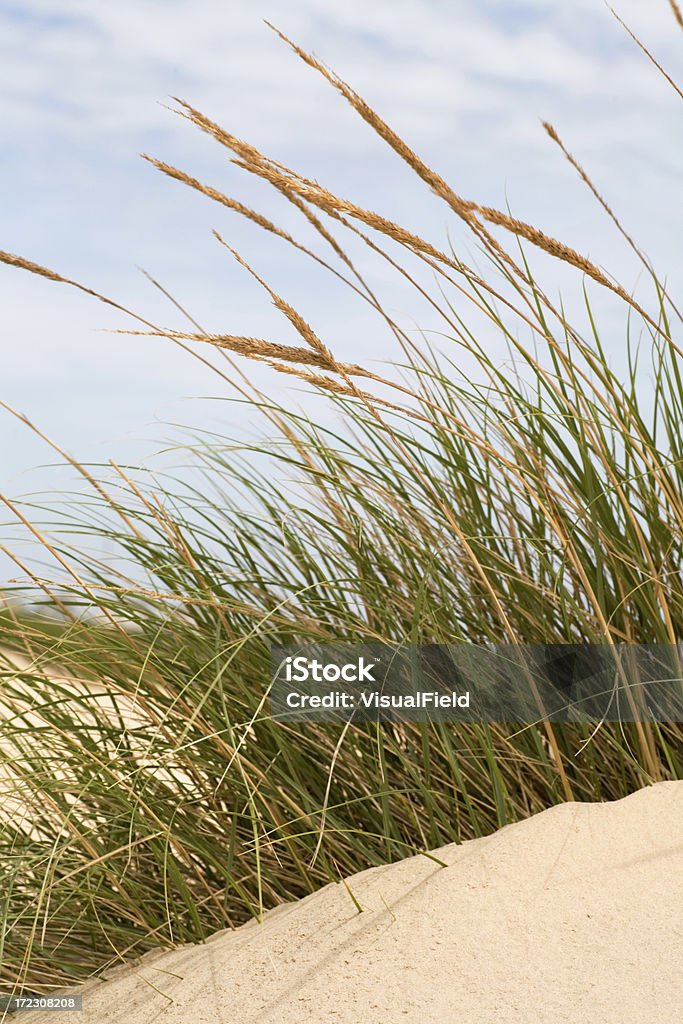 Aveia do mar na areia de duna - Foto de stock de Areia royalty-free