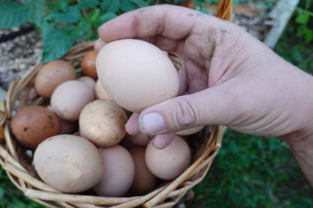istock collecting home-grown eggs from chicken coops. Home eggs collected from hens in the backyard garden. 1723082099