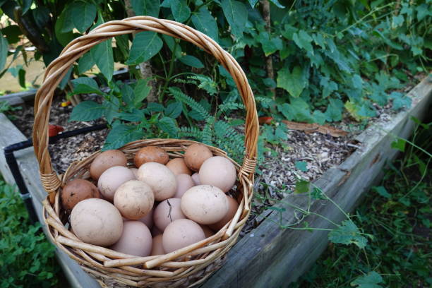 istock collecting home-grown eggs from chicken coops. Home eggs collected from hens in the backyard garden. 1723082102