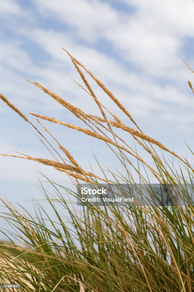 Sea Oats - Lizenzfrei Fotografie Stock-Foto