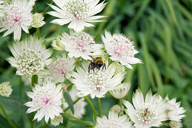 beautiful astrantia flowers with bumble bee stock photo
