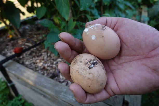 dirty chicken eggs. washing chicken eggs. chicken coop in backyard garden. eggs with excrement.