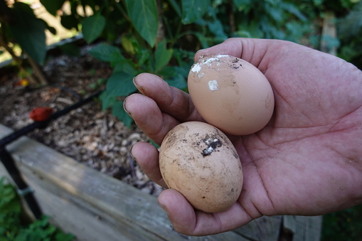 dirty chicken eggs. washing chicken eggs. chicken coop in backyard garden. eggs with excrement at home
