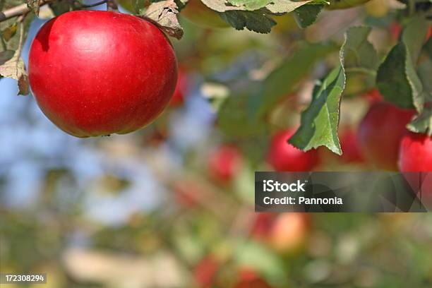 Photo libre de droit de Apple Sur Arbre banque d'images et plus d'images libres de droit de Agriculture - Agriculture, Aliments et boissons, Arbre fruitier
