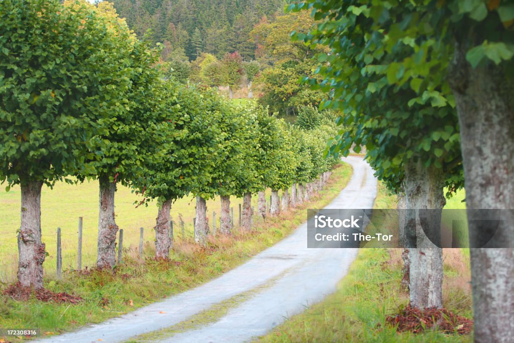 Pista di albero - Foto stock royalty-free di Albero