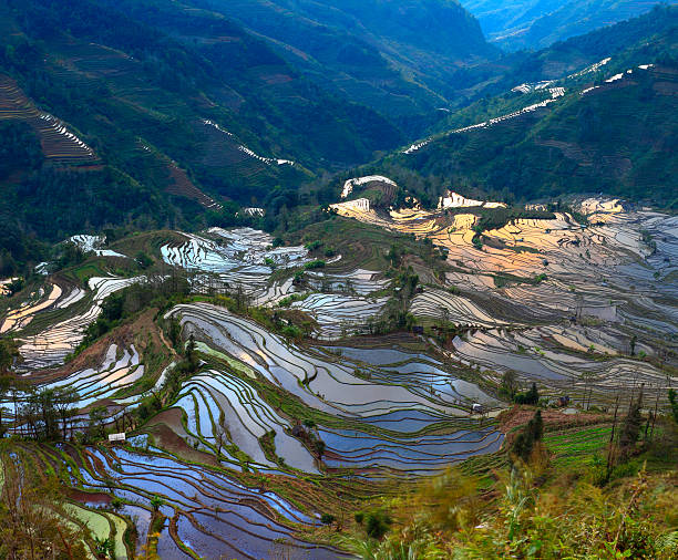 yuanyang com terraço campos - hani imagens e fotografias de stock