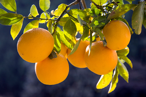 Meyer lemons are a prized gourmet citrus fruit, with very thin skin and full of juice. When mature, they are golden yellow, almost orange; hence the color of these photos is accurate. This tree is in my mother's backyard in Southern California. In my portfolio, I also have a photo of a pair of lemons, and of a single cut lemon. Botanically, Meyer lemons are a cross between a lemon and an orange.