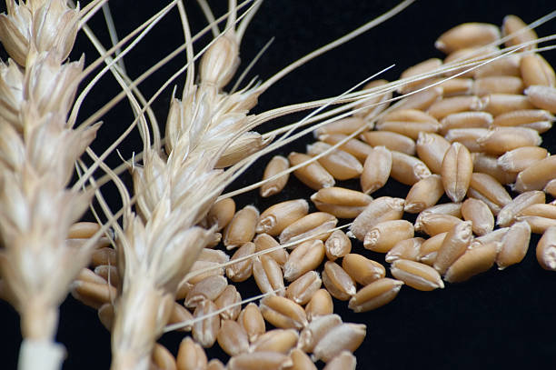 Wheat vs Chaff stock photo