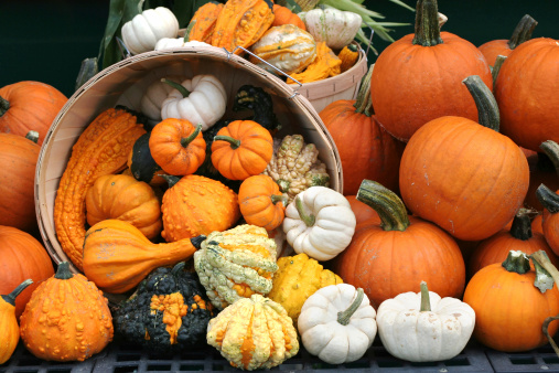 Fresh healthy bio pumpkins on farmer agricultural market at autumn. Healthy vegetarian food. Pumpkin is traditional vegetable used on American holidays - Halloween and Thanksgiving Day.