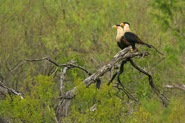 Two Crested Caracaras on a Dead Tree stock photo