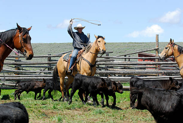 istock Cowgirl with Lariat 172308644