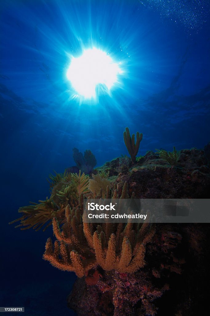 Hermoso reef - Foto de stock de Arrecife - Fenómeno natural libre de derechos