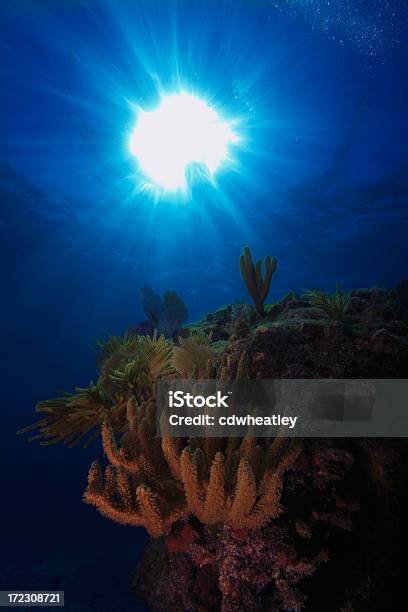 Foto de Belo De Corais e mais fotos de stock de Flórida - EUA - Flórida - EUA, Recife - Fenômeno natural, Alga