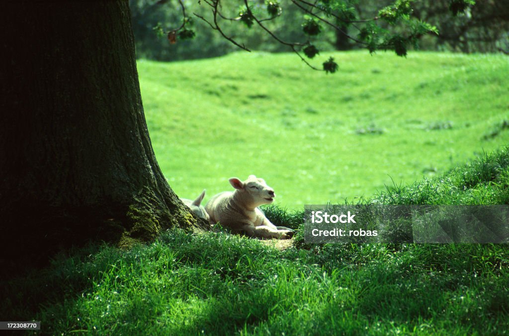 Agnello riposarsi a albero - Foto stock royalty-free di Agnello - Animale