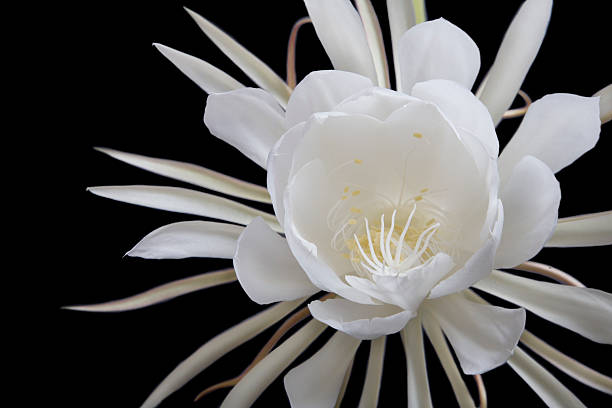 bianco enorme regina della notte (epiphyllum fiore contro nero - flower desert single flower cactus foto e immagini stock