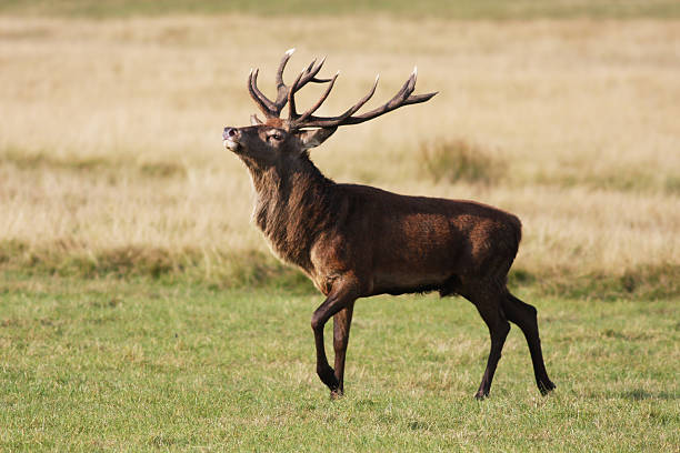 Red deer stag (Cervus elaphus). A mature red deer stag displays his posture and pride to an admiring 'harem' of females (off stage, left). This display was prompted by one of the females leaving the group and opting for pastures new.