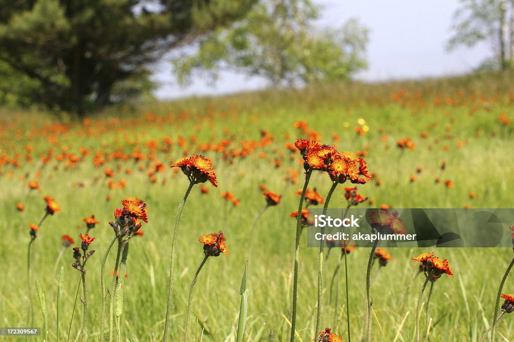 Campo de flores silvestres coloridas - Foto de stock de Belleza libre de derechos