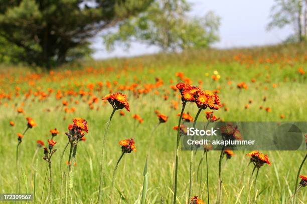 Campo De Flores Silvestres Coloridas Foto de stock y más banco de imágenes de Belleza - Belleza, Belleza de la naturaleza, Blanco - Color