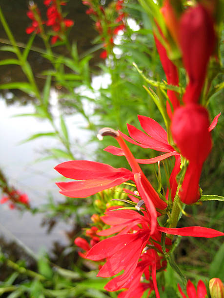 Cardinal flor - foto de acervo