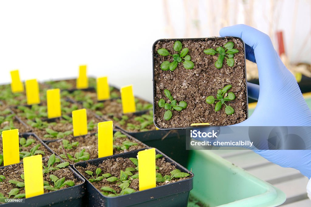 Plantas geneticamente modificadas - Royalty-free ADN Foto de stock