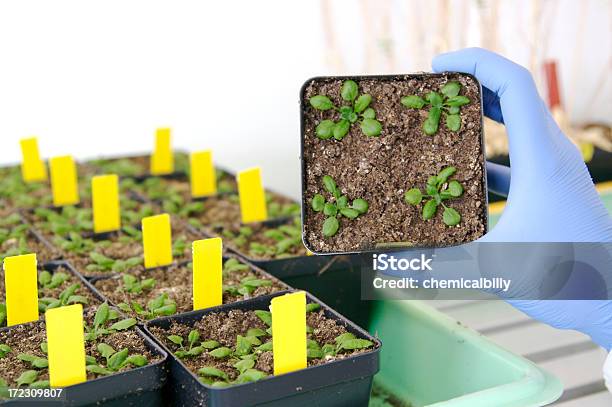 Plantas Geneticamente Modificadas - Fotografias de stock e mais imagens de ADN - ADN, Analisar, Biologia
