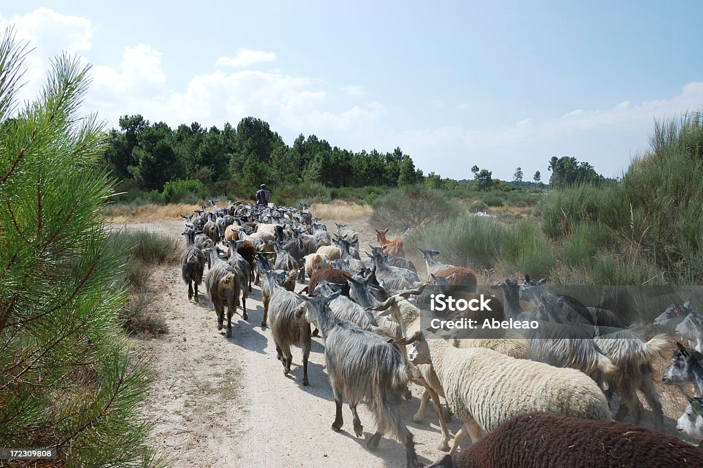 Goatherd on 도우루 지역, 포르투칼 - 로열티 프리 가축떼 스톡 사진