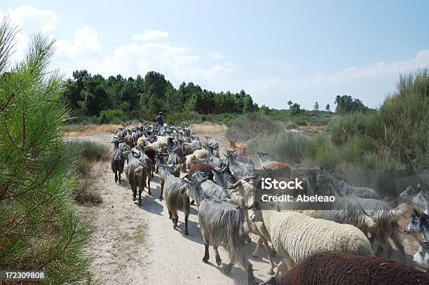 Goatherd On 도우루 지역 포르투칼 가축떼에 대한 스톡 사진 및 기타 이미지 - 가축떼, 끌어모으기, 남자