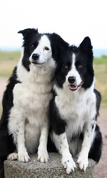 You see two very differnt looking Bordercollies.