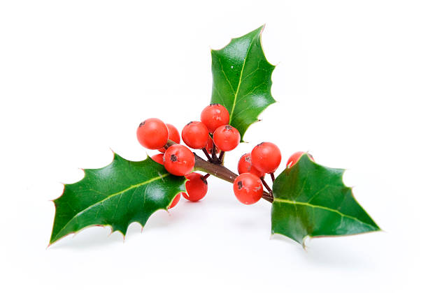 istock Holly Sprig With Berries and Three Leaves 172309851