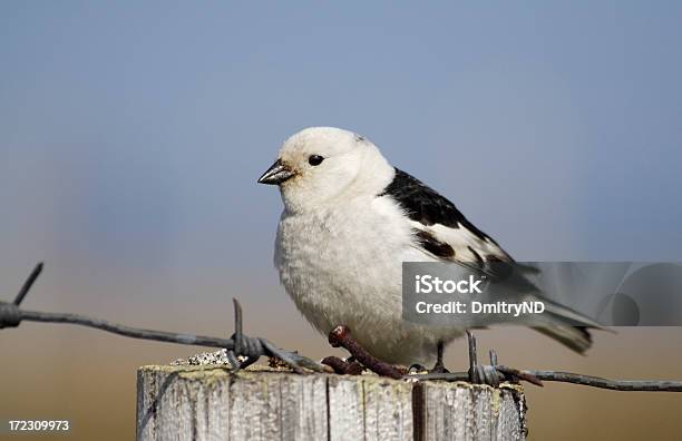 Escribano Nival Sencuentra En La Columna Foto de stock y más banco de imágenes de Aire libre - Aire libre, Ala de animal, Alambre