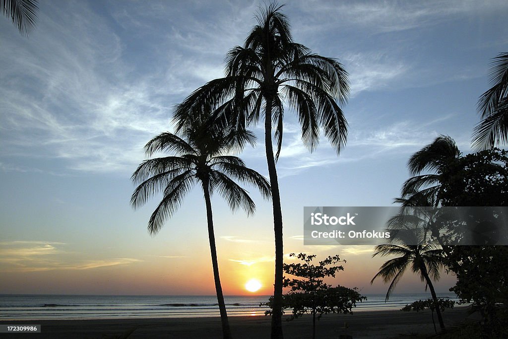 Au coucher du soleil et prune arbres sur l'océan Pacifique, Montélimar, Nicaragua - Photo de Arbre libre de droits