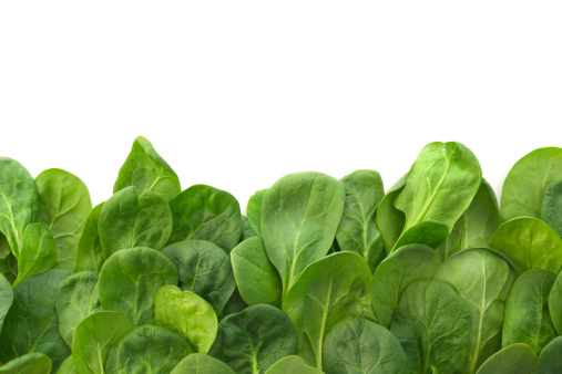 Subject: A stack of baby spinach leaves against a white background. Designed as a bottom border of a page layout with copy space available above the image.