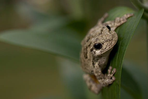 raganella grigia comuni (hyla versicolor), lilly foglia - raganella grigia orientale foto e immagini stock