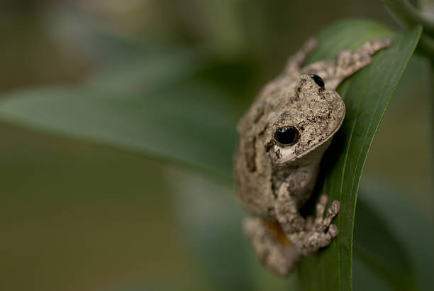 общие серый квакша (hyla versicolor), lilly лист - camouflage animal frog tree frog стоковые фото и изображения