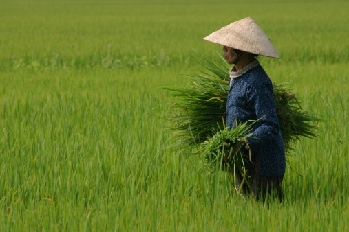 Captador de arroz, Vietnam photo