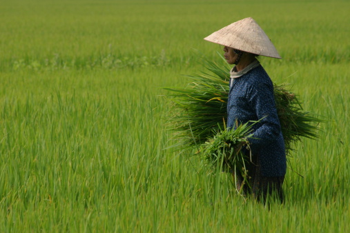 Harvesting Rice, Vietnam