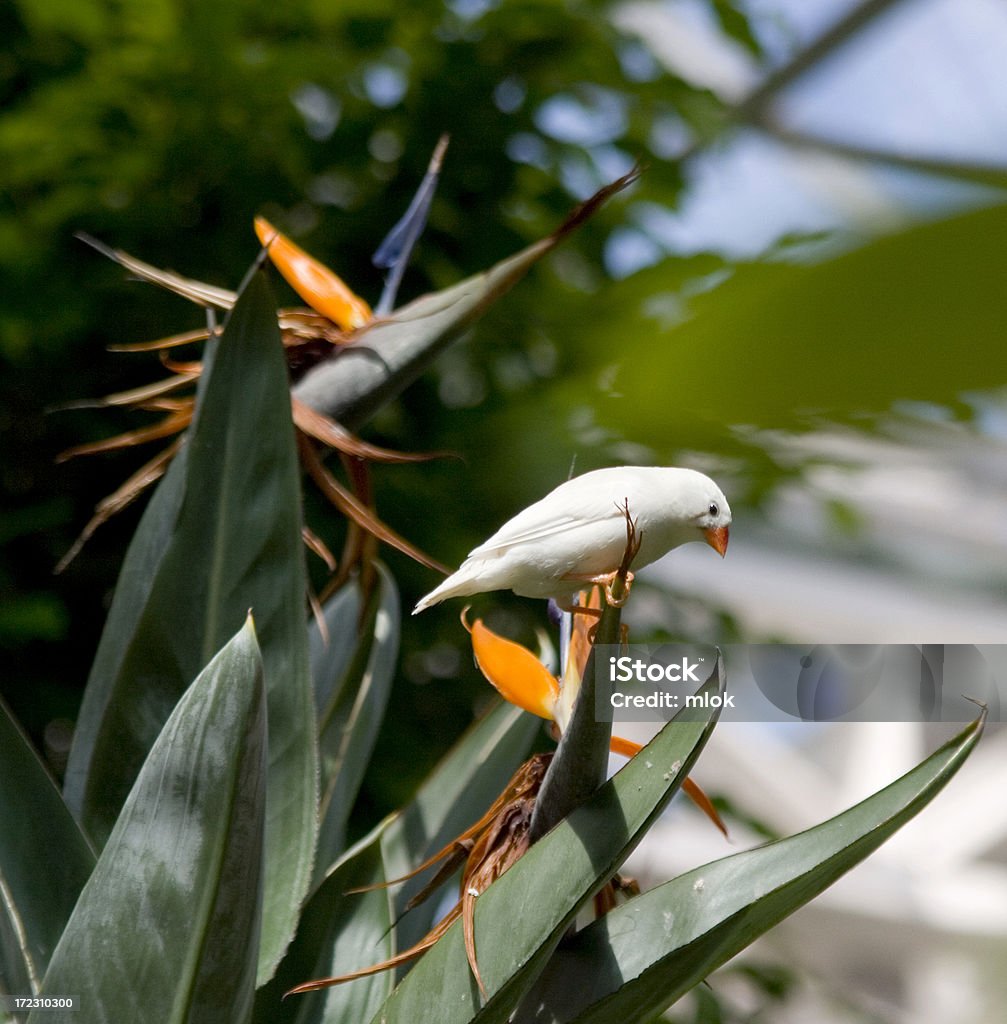 Birds of paradiso - Foto stock royalty-free di Animale