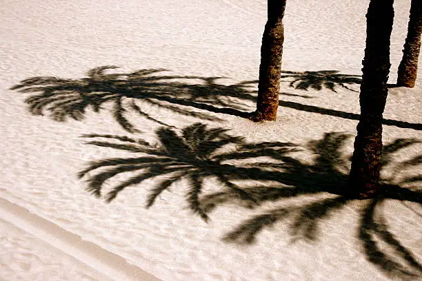 shadows in the sand
