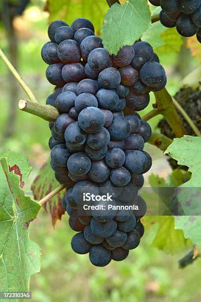 Uvas Na Vinha - Fotografias de stock e mais imagens de Ao Ar Livre - Ao Ar Livre, Bebida Alcoólica, Caule de planta