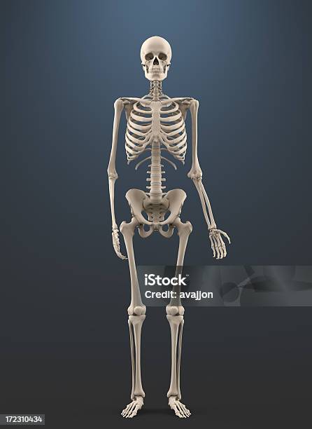 Skeleton — стоковые фотографии и другие картинки Скелет человека - Скелет человека, Вертикальный, Здравоохранение и медицина