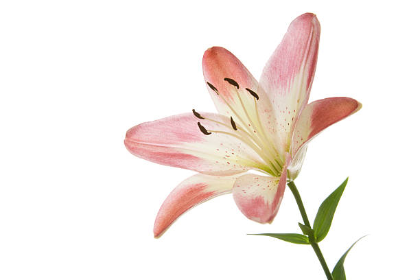 아시아판 lilly - asiatic lily 뉴스 사진 이미지