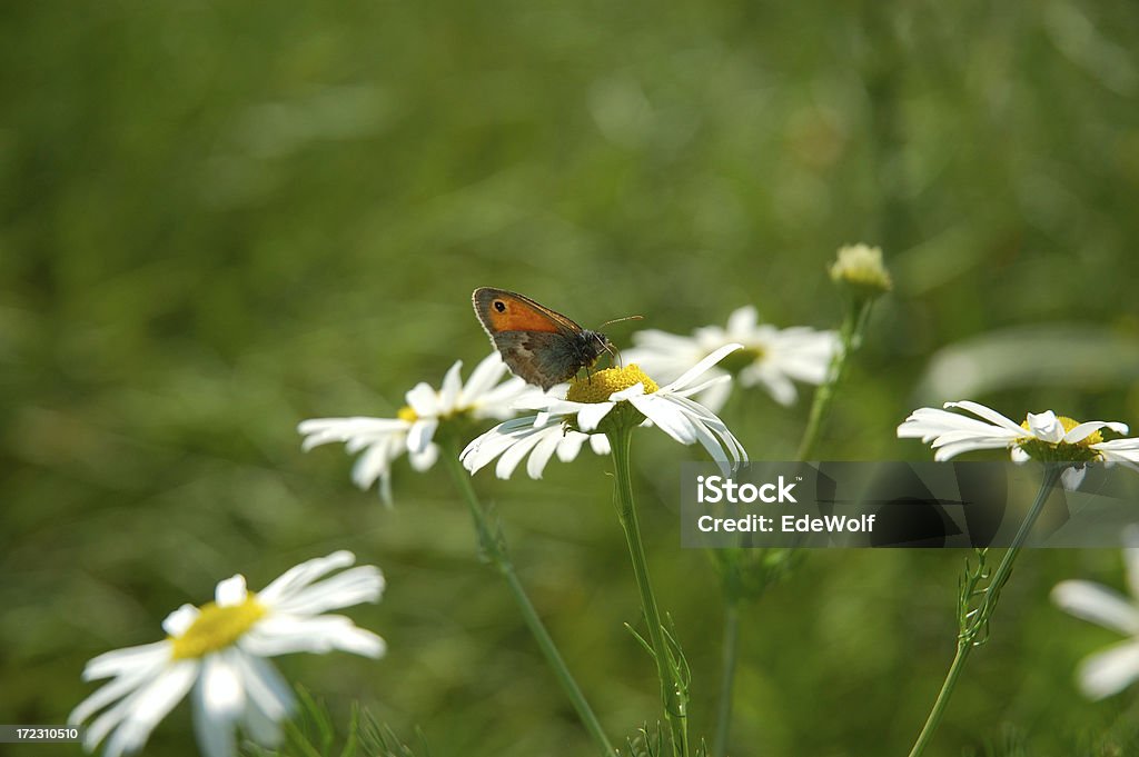 Kamille Wiese mit Schmetterling - Lizenzfrei Kamille Stock-Foto