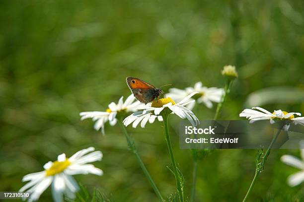 Camomilla Prato Con Farfalla - Fotografie stock e altre immagini di Pianta di camomilla - Pianta di camomilla, Farfalla, Ambientazione esterna