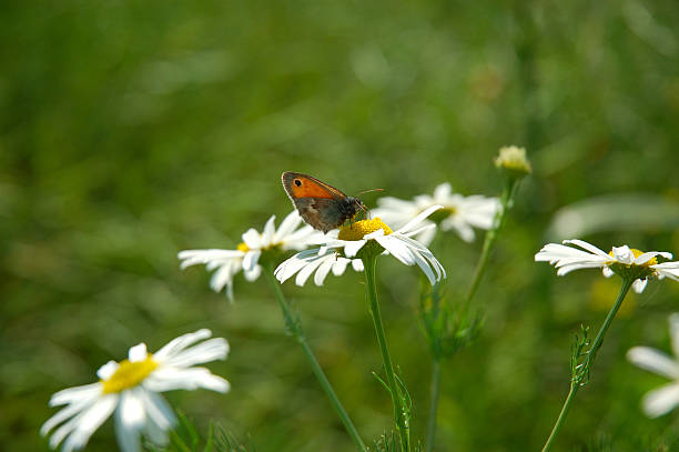 Camomila Meadow com borboleta - foto de acervo
