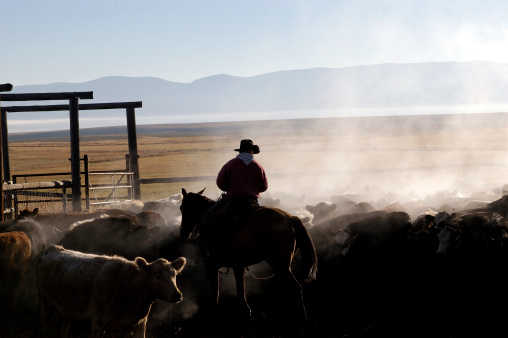 Cattle are being sorted after an early morning cattle drive. Their coats are steaming from the exertion.There is a cowboy who is horseback.