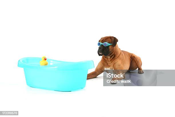 Swimer Con Pato De Juguete Foto de stock y más banco de imágenes de Animal - Animal, Boxer - Perro, Cachorro - Perro