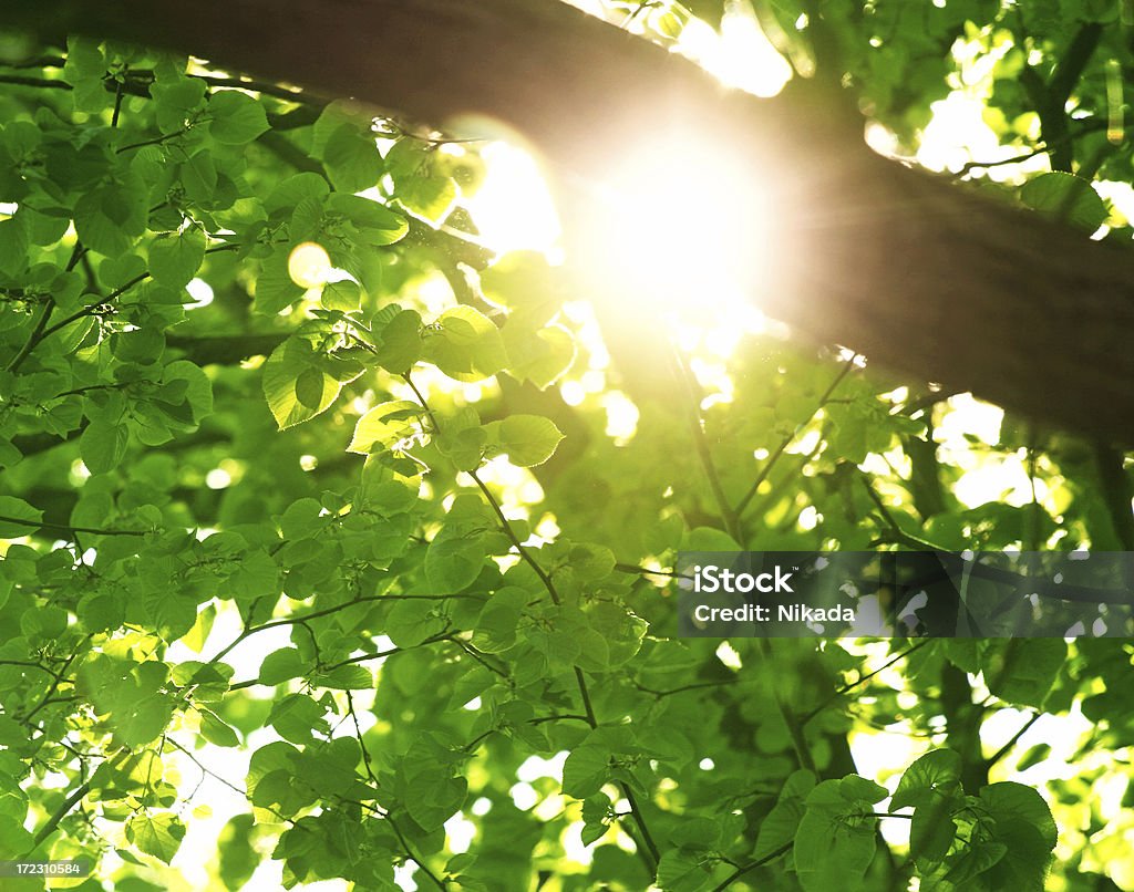 morning sun - Lizenzfrei Abstrakt Stock-Foto