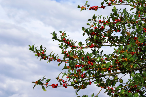 red berries on a holly treeThis and other images in