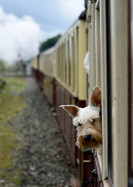 la vista atrás - ffestiniog railway fotografías e imágenes de stock