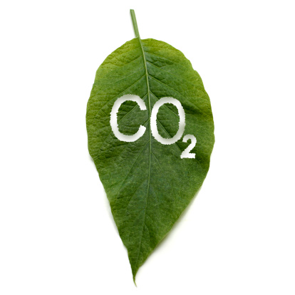 green leaf on white background, with CO2 for Carbon Dioxide cut out, illustrating the function of plants to process Co2